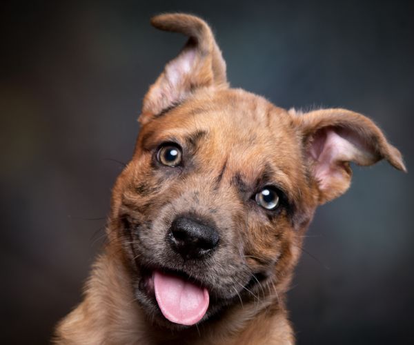 dicas para fotografar animais de estimação 